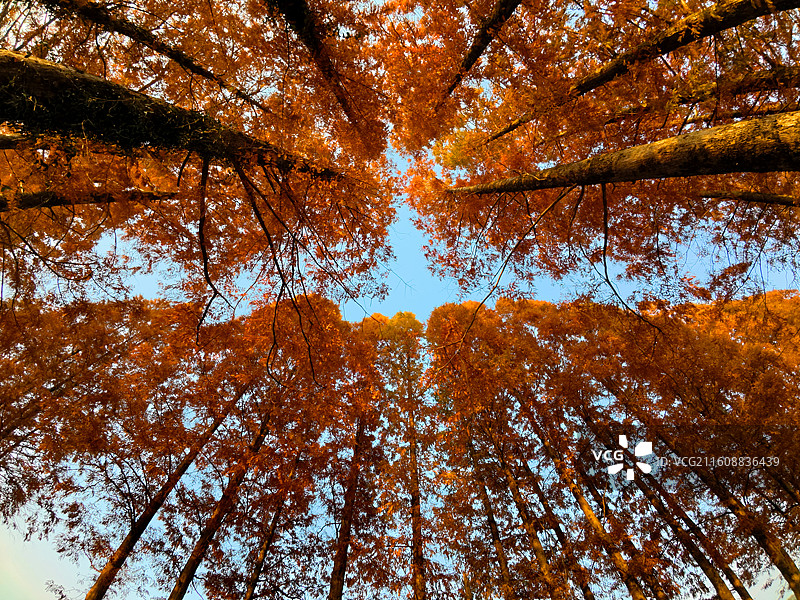 江西抚州金溪县农村公路，火红的水杉树叶，四好农村路、路域环境，农村交通基础设施建设，促进了乡村振兴。图片素材