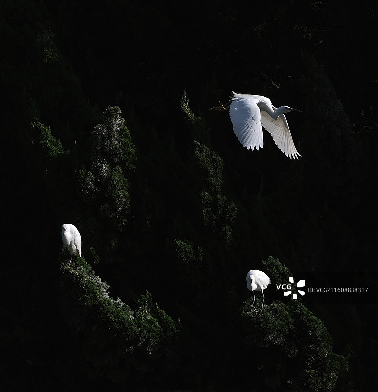 昆明暖冬大观河畔黑底白鹭嬉戏图片素材