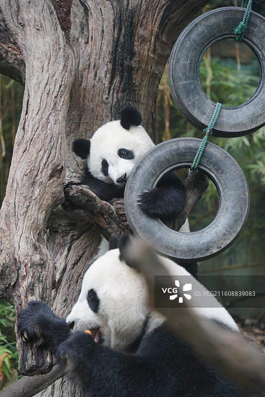 大熊猫妈妈和大熊猫宝宝靠在树上图片素材