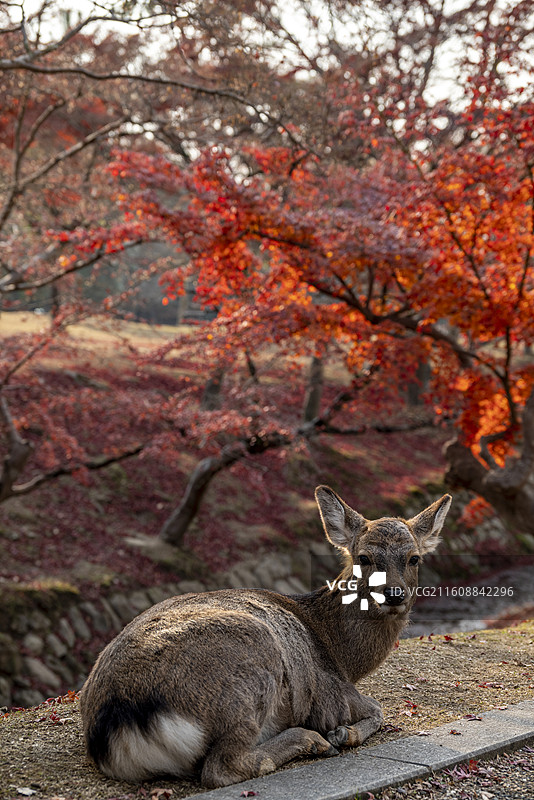 奈良的鹿图片素材