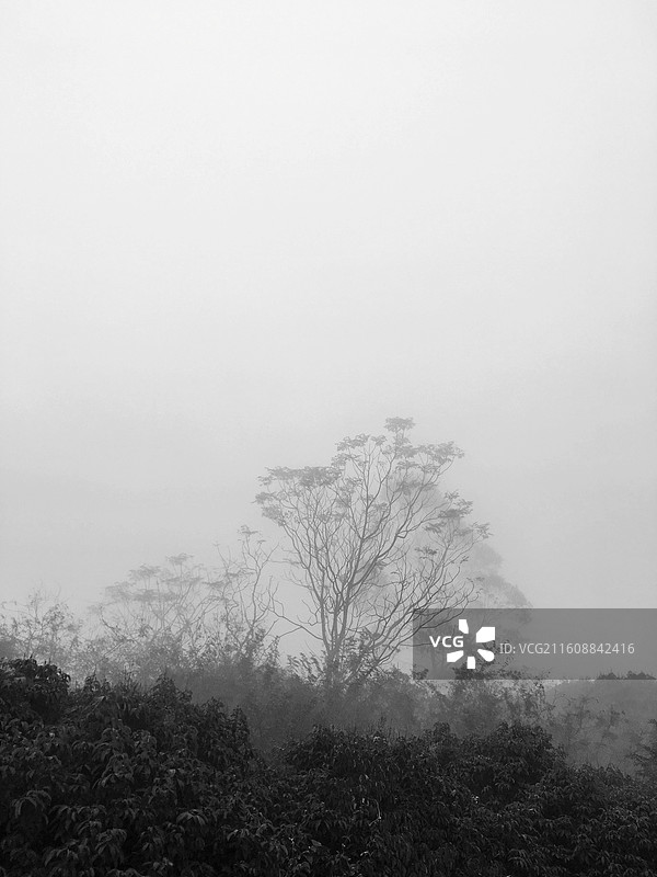 雾中水墨竹林图片素材