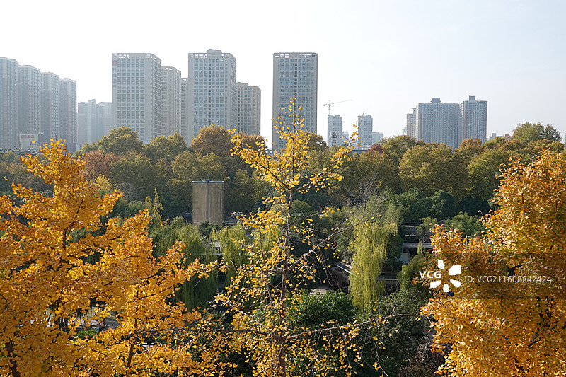 陕西西安明城墙西安城墙：安定门外环城公园银杏秋景图片素材