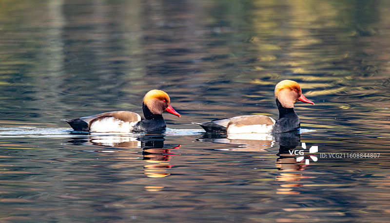 锦城湖 水鸟 候鸟归来图片素材