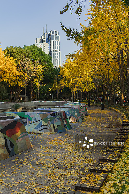 上海巨鹿路银杏树图片素材
