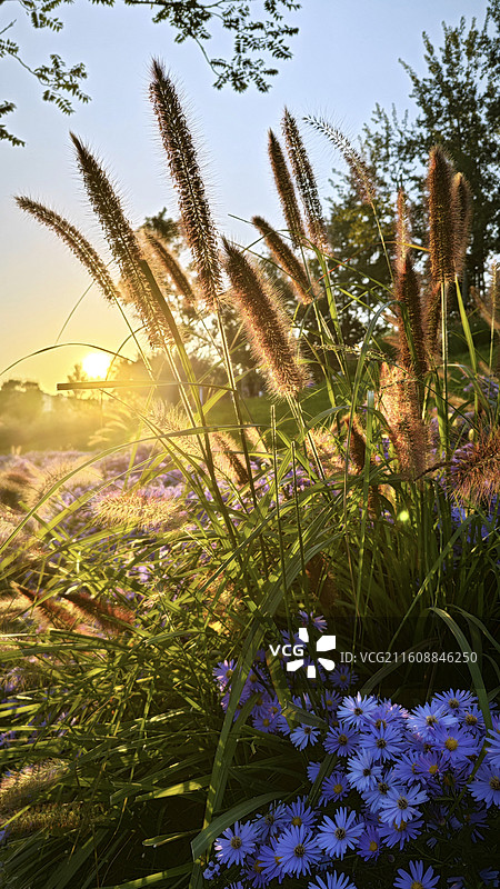 北京市朝阳区东坝乡坝河秋天夕阳狼尾草丁达尔光图片素材