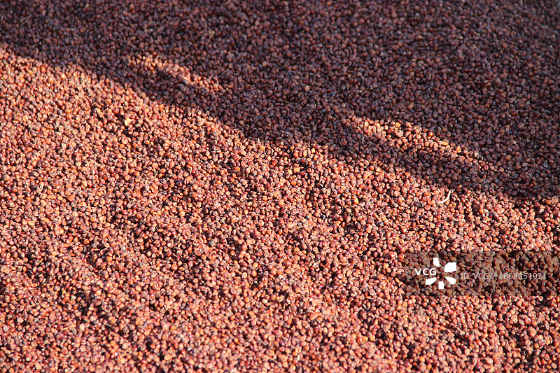 绍兴上虞 梅坞古道 梅坞村 高粱 粮食 晾晒图片素材