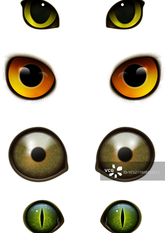 长着写实眼睛的怪兽猫图片素材