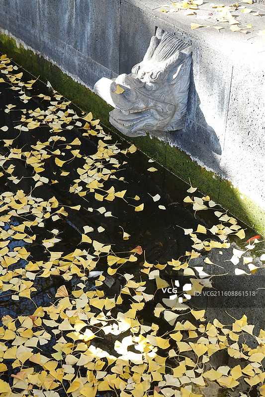 陕西省西安市碑林区长乐坊敕建万寿八仙宫八仙庵：斗姆殿斗姥殿前银杏秋景图片素材