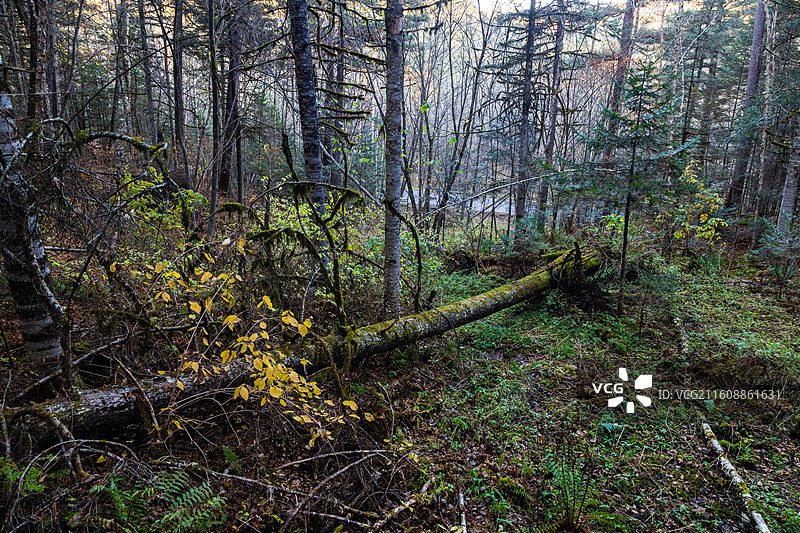 伊春五营国家森林公园秋天原始森林图片素材