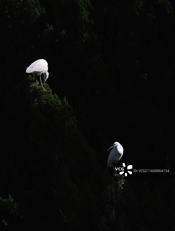 昆明暖冬大观河畔黑底白鹭嬉戏图片素材