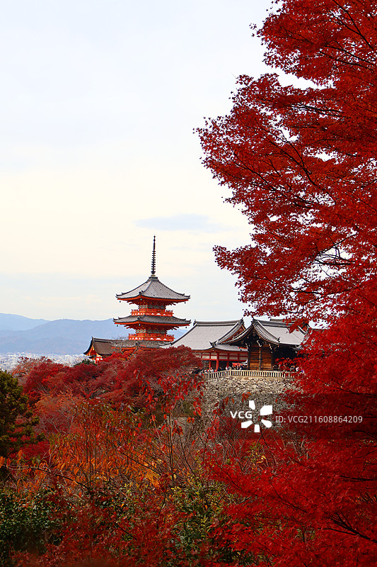 京都红叶季清水寺的秋景图片素材