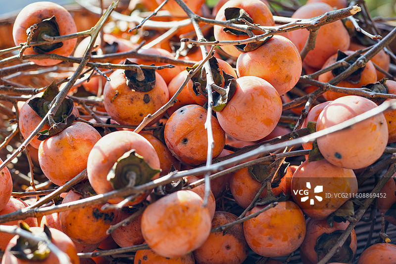 杮柿如意图片素材