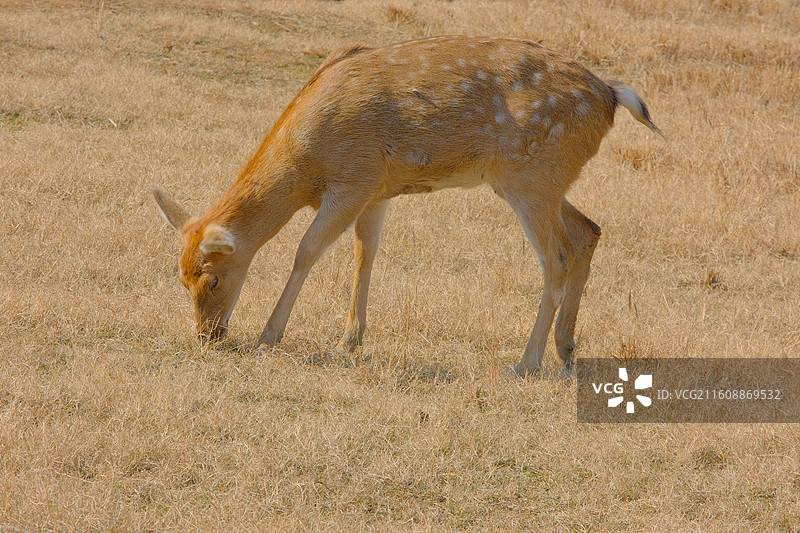 良渚古城遗址公园 鹿苑图片素材