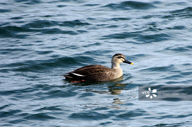 丹东鸭绿江断桥边的斑嘴鸭图片素材
