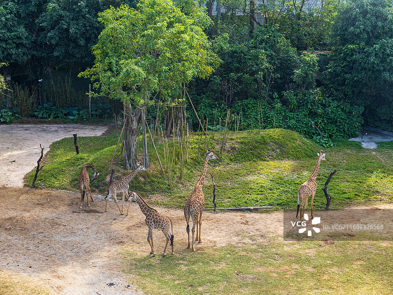 中国广州长隆野生动物园的非洲长颈鹿图片素材