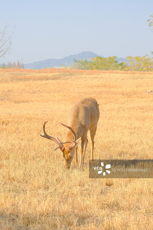 良渚古城遗址公园图片素材