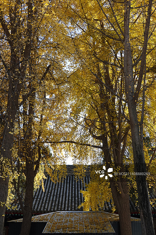 陕西省西安市碑林区长乐坊敕建万寿八仙宫八仙庵：斗姆殿斗姥殿前银杏秋景图片素材
