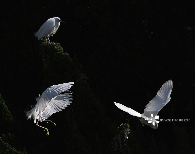 昆明暖冬大观河畔黑底白鹭嬉戏图片素材
