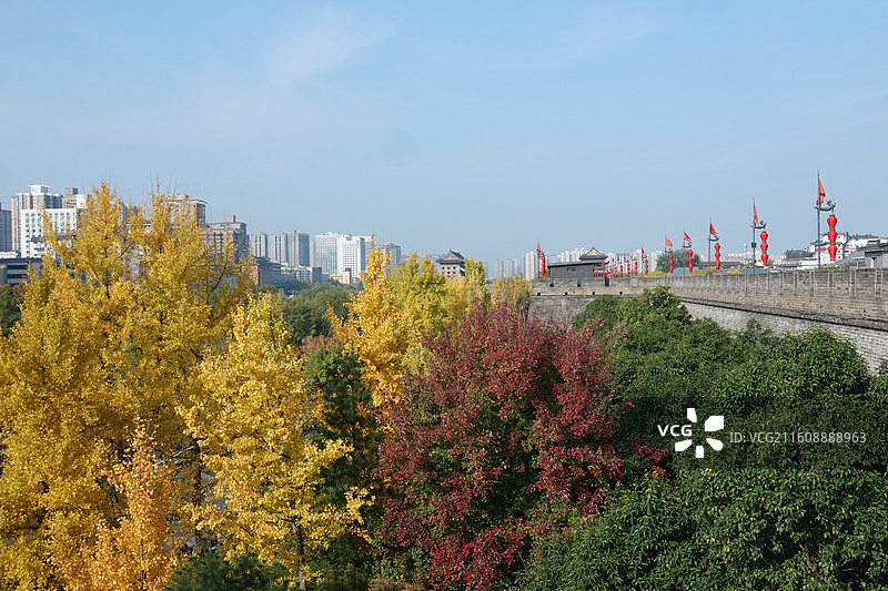 陕西西安明城墙西安城墙：安定门外环城公园银杏秋景图片素材