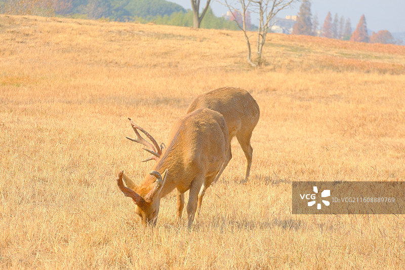 良渚古城遗址公园图片素材