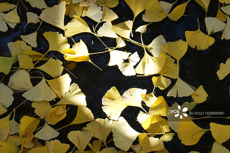 陕西省西安市碑林区长乐坊敕建万寿八仙宫八仙庵：斗姆殿斗姥殿前银杏秋景图片素材