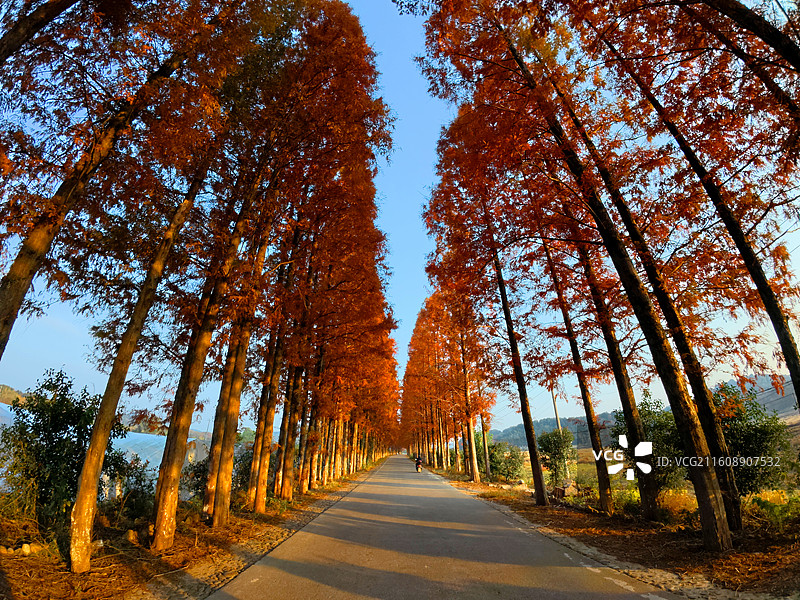 江西抚州金溪县农村公路，火红的水杉树叶，四好农村路、路域环境，农村交通基础设施建设，促进了乡村振兴。图片素材