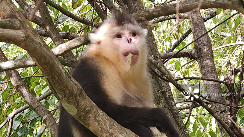 香格里拉的滇金丝猴图片素材