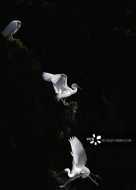 昆明暖冬大观河畔黑底白鹭嬉戏图片素材