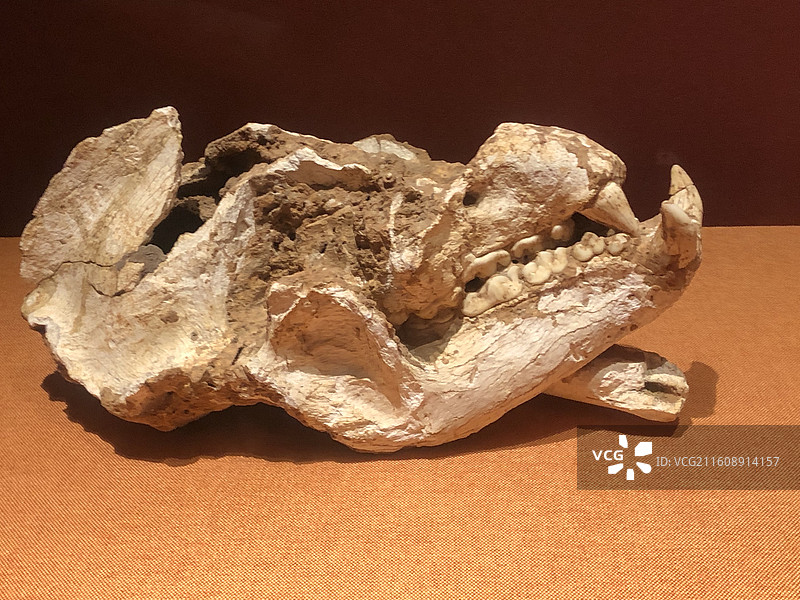 开远大熊猫头盖骨化石-云南蒙自红河州博物馆图片素材