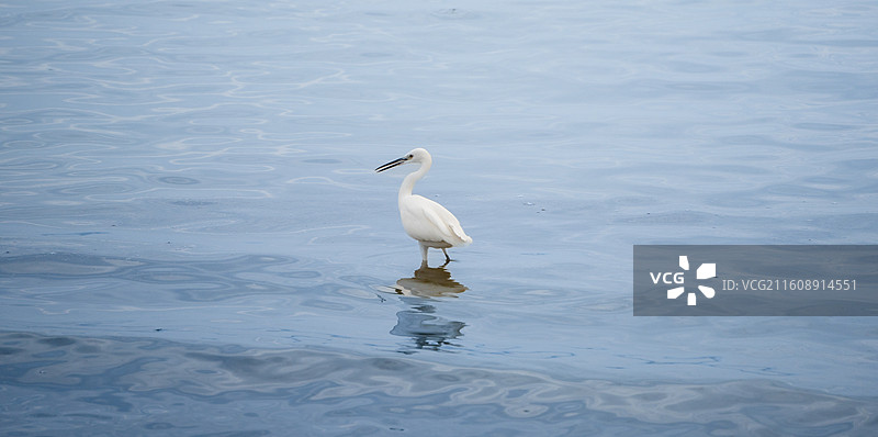 深圳湾海滨公园在海边觅食的大白鹭小白鹭图片素材