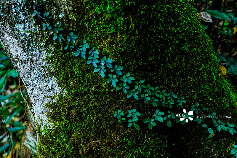 中国贵州黔东南施秉云台山风光，国家地质公园，世界自然遗产，国家4A级景区，村庄，彩林，灌木，碑刻，图片素材