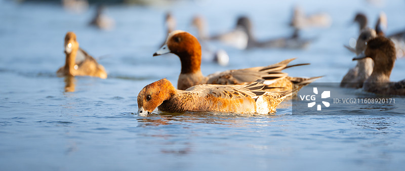 在深圳湾公园过冬的野鸭图片素材