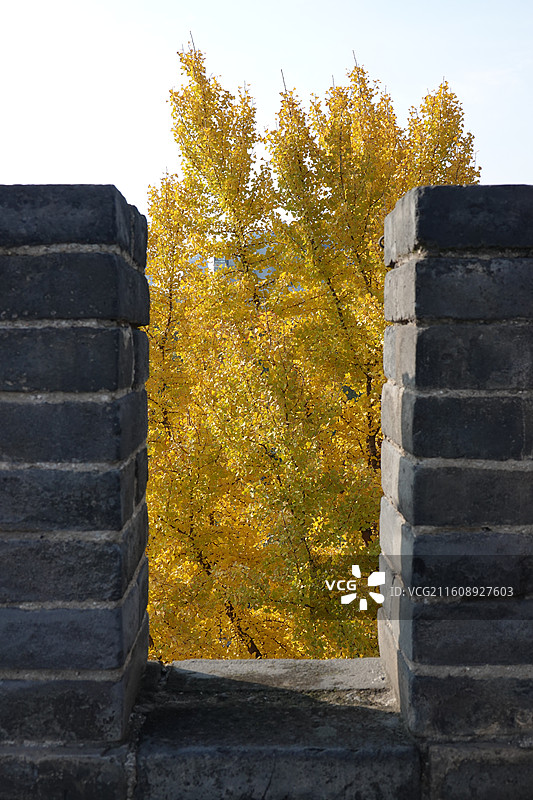 陕西西安明城墙西安城墙：安定门外环城公园银杏秋景图片素材