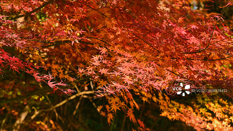 红色 五角槭 红枫叶图片素材