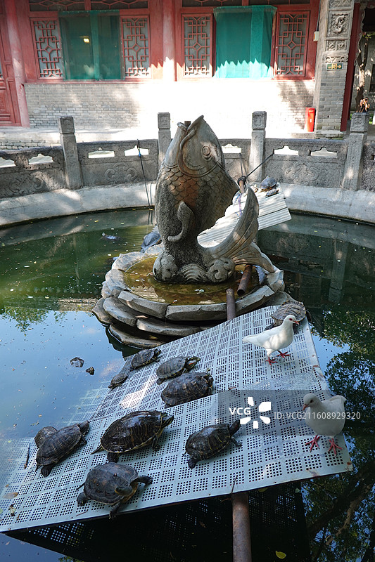 陕西省西安市雁塔区西安大兴善寺：鲤鱼雕塑白鸽子与乌龟图片素材