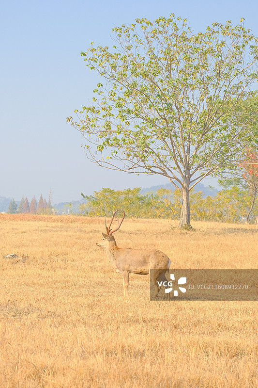 良渚古城遗址公园图片素材