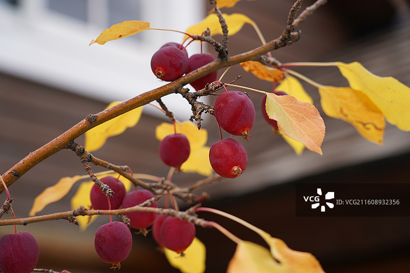 美国往事之黄石公园尼亚加拉瀑布普林斯顿大学纽约时代广场自由女神世界的十字路口图片素材