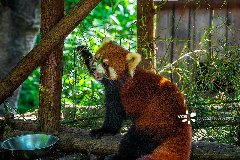 柳州动物园：一只小熊猫在竹林栖息地中大嚼绿叶的特写镜头图片素材