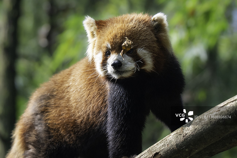 可爱的小熊猫图片素材