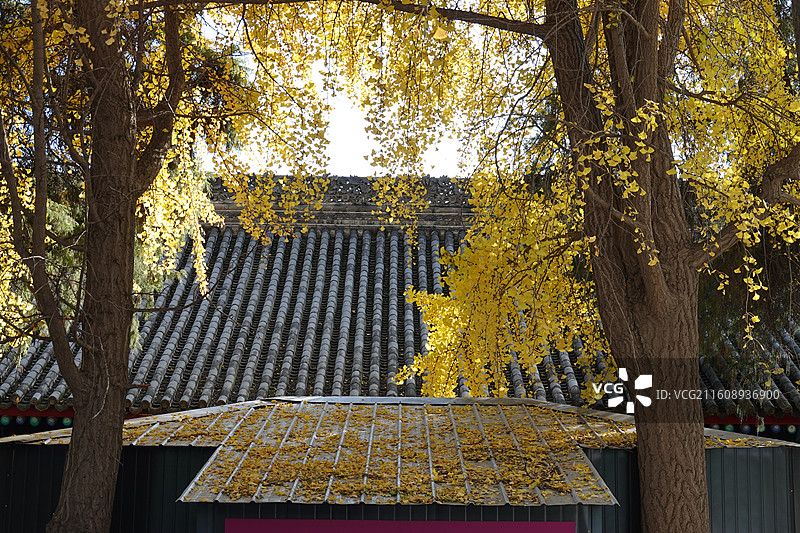 陕西省西安市碑林区长乐坊敕建万寿八仙宫八仙庵：斗姆殿斗姥殿前银杏秋景图片素材