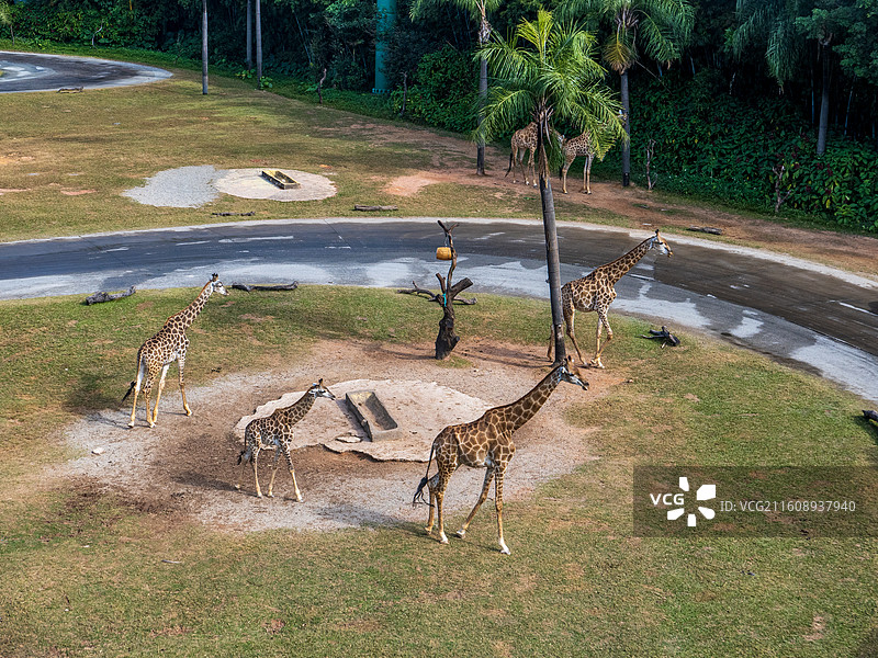 中国广州长隆野生动物园的非洲长颈鹿图片素材