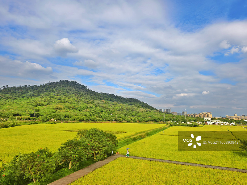 蓝天白云和稻田图片素材