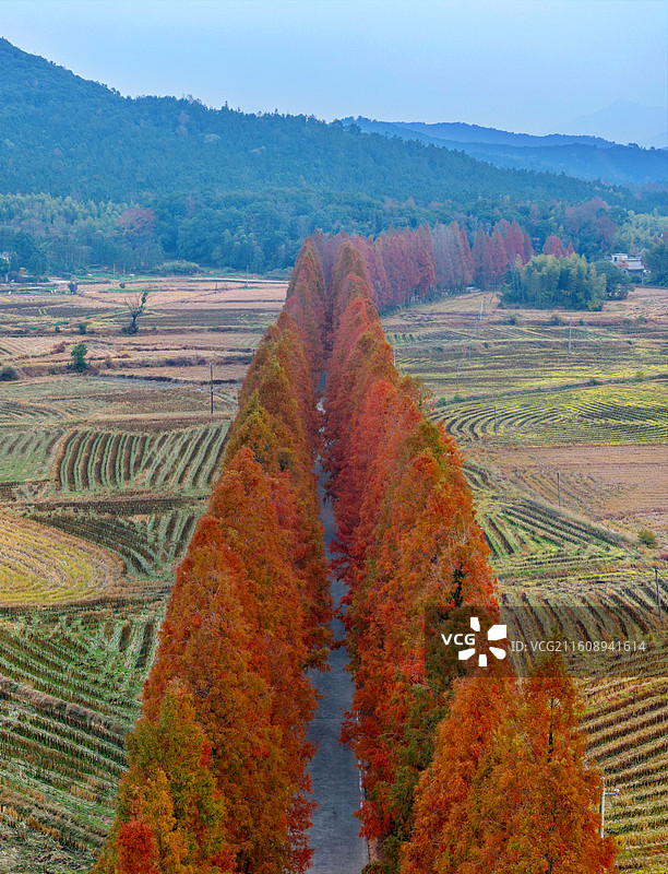 江西抚州金溪县农村公路，火红的水杉树叶，四好农村路、路域环境，农村交通基础设施建设，促进了乡村振兴。图片素材