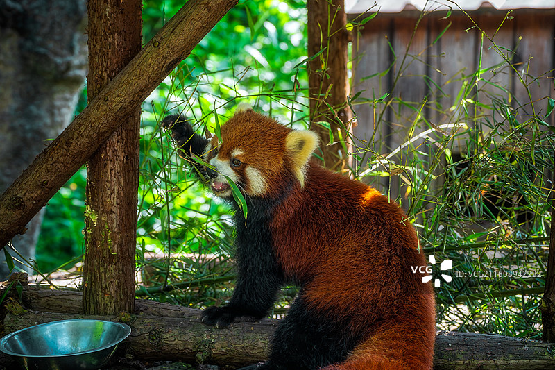 柳州动物园：一只小熊猫在竹林栖息地中大嚼绿叶的特写镜头图片素材