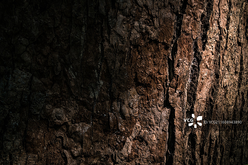 阳光照着粗糙的树皮纹理图片素材