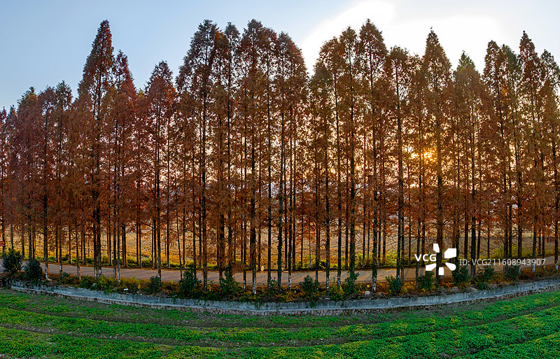 江西抚州金溪县农村公路，火红的水杉树叶，四好农村路、路域环境，农村交通基础设施建设，促进了乡村振兴。图片素材