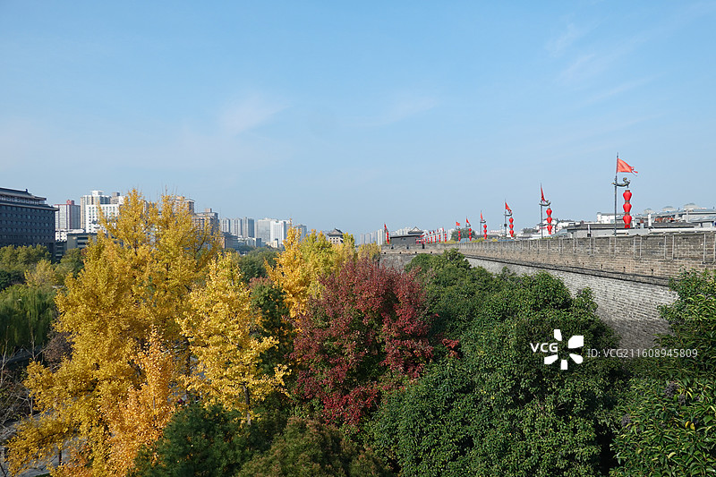 陕西西安明城墙西安城墙：安定门外环城公园银杏秋景图片素材