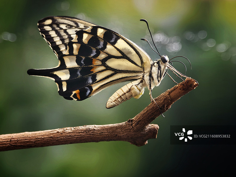 展翅欲飞图片素材