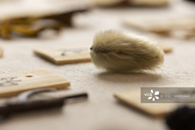 中药材辛夷图片素材