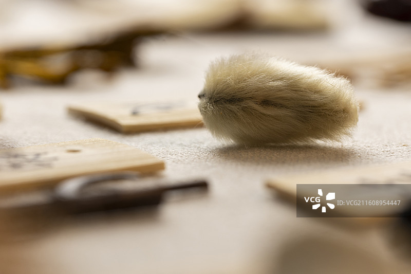 中药材辛夷图片素材